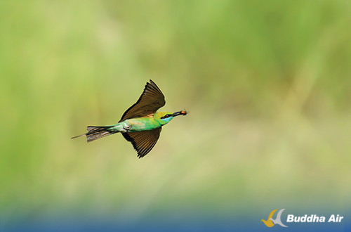 Green Bee Eater